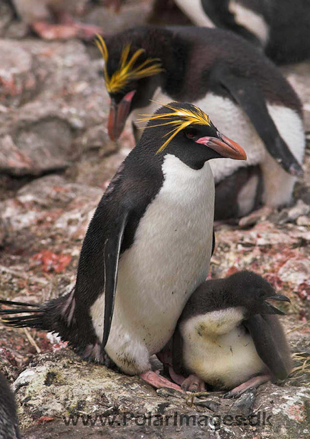 Macaroni penguin, Cooper Bay PICT7274