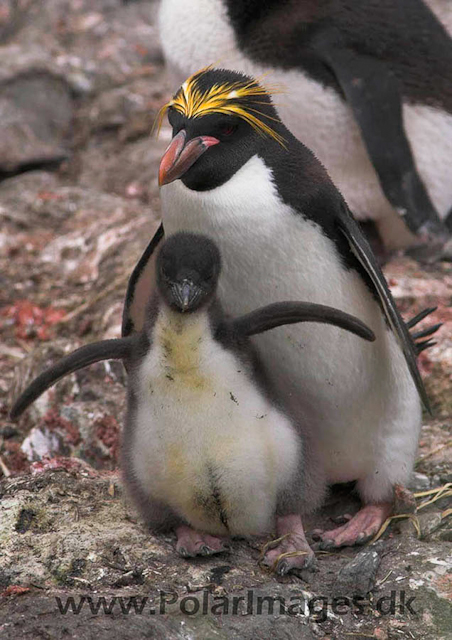 Macaroni penguin, Cooper Bay PICT7278