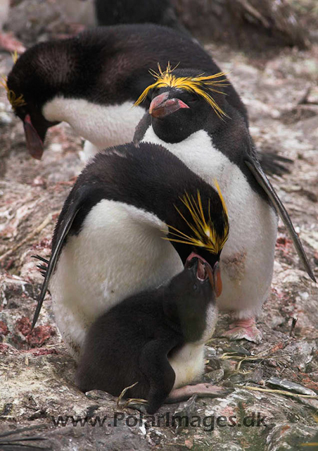 Macaroni penguin, Cooper Bay PICT7286