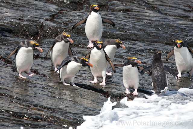 Macaroni penguins, Rookery Point_MG_3510