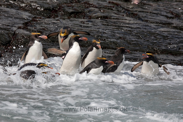 Macaroni penguins, Rookery Point_MG_3511