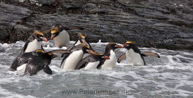 Macaroni penguins, Rookery Point_MG_3512