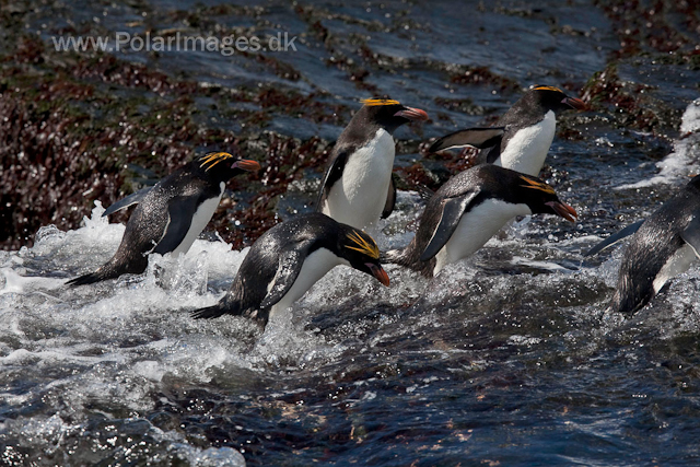 Macaroni penguins, Rookery Point_MG_3517