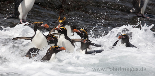 Macaroni penguins, Rookery Point_MG_3529