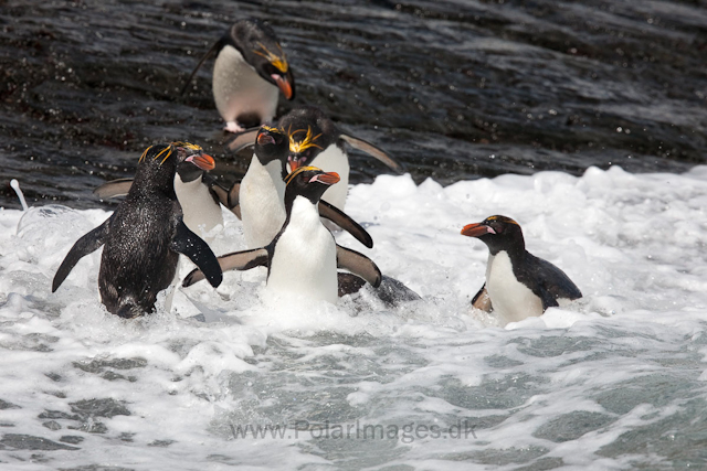 Macaroni penguins, Rookery Point_MG_3532