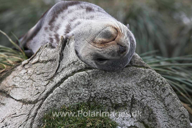 Antarctic Fur Seal_MG_0637