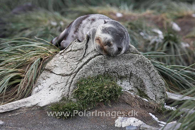 Antarctic Fur Seal_MG_0641