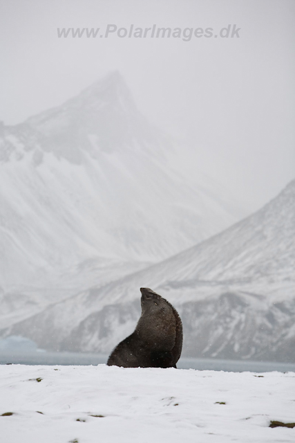 Antarctic Fur Seal_MG_5679