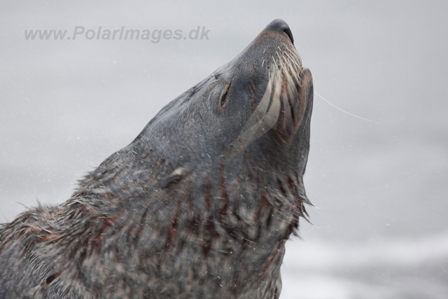 Antarctic Fur Seal_MG_5750