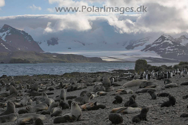 Antarctic Fur Seal - Prion_MG_7678