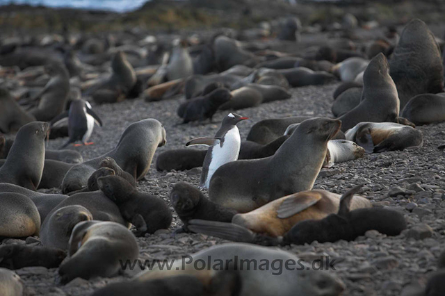 Antarctic Fur Seal - Prion_MG_7680