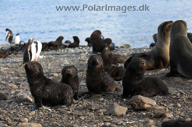 Antarctic Fur Seal - Prion_MG_7689