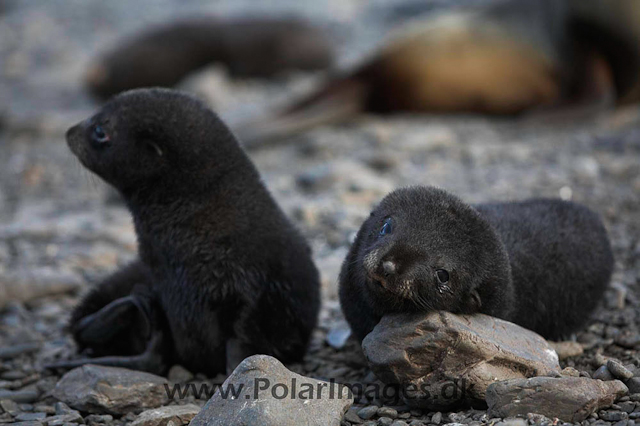 Antarctic Fur Seal - Prion_MG_7704