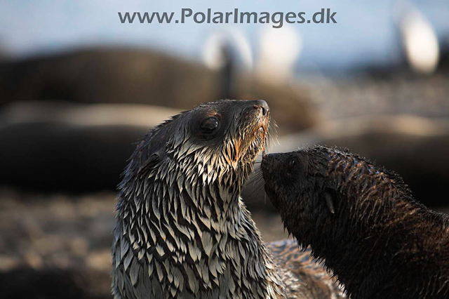 Antarctic Fur Seal - Prion_MG_7708