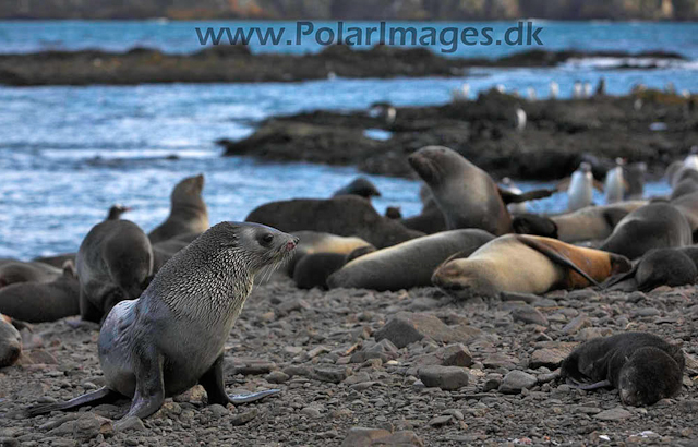 Antarctic Fur Seal - Prion_MG_7737