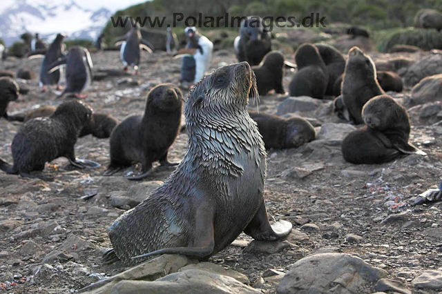 Antarctic Fur Seal - Prion_MG_7747