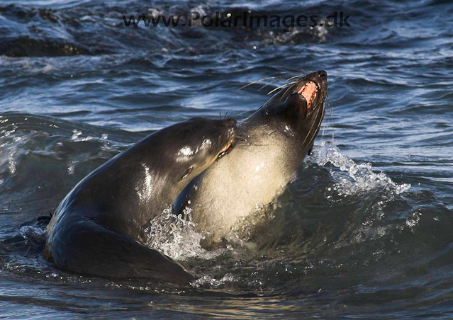 Antarctic Fur Seal - Prion PICT6574