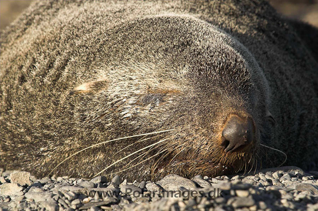 Antarctic Fur Seal - Prion PICT6604