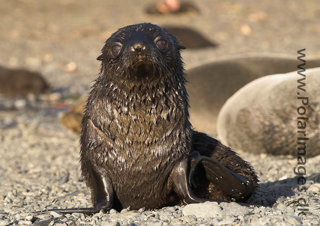 Antarctic Fur Seal - Prion PICT6608