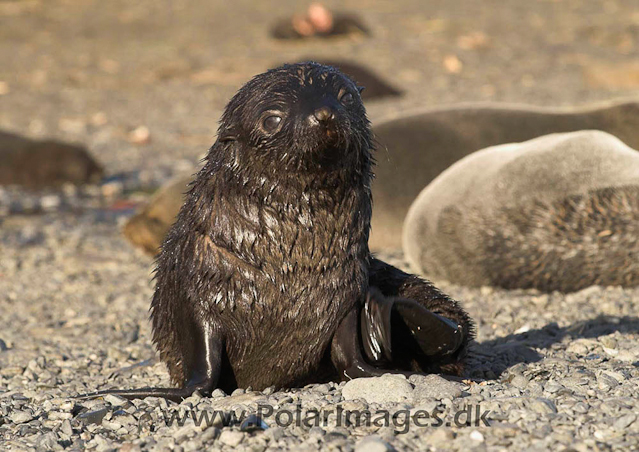 Antarctic Fur Seal - Prion PICT6611