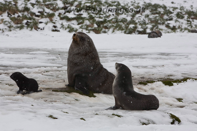 Antarctic Fur Seal family_MG_5674