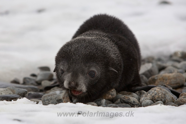 Antarctic Fur Seal neonate_MG_5695