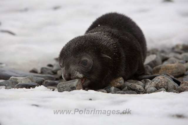 Antarctic Fur Seal neonate_MG_5696