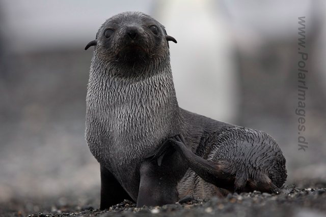 Antarctic Fur Seal pup_MG_1632