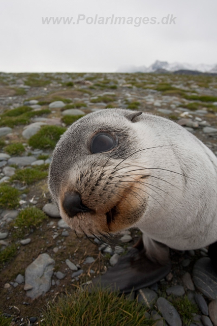 Antarctic Fur Seal pup_MG_1674