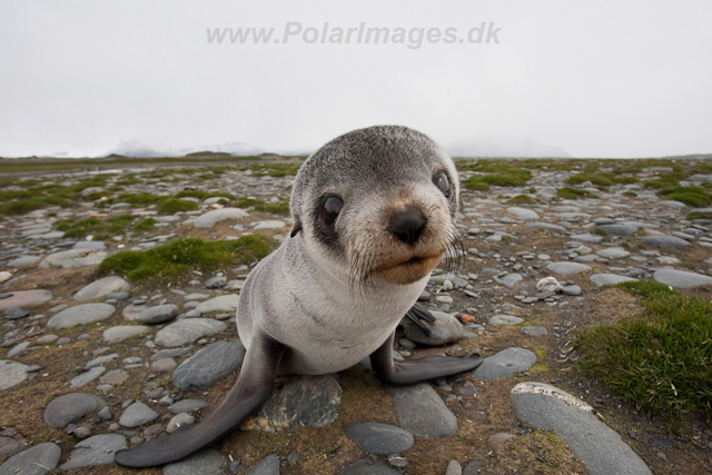 Antarctic Fur Seal pup_MG_1693