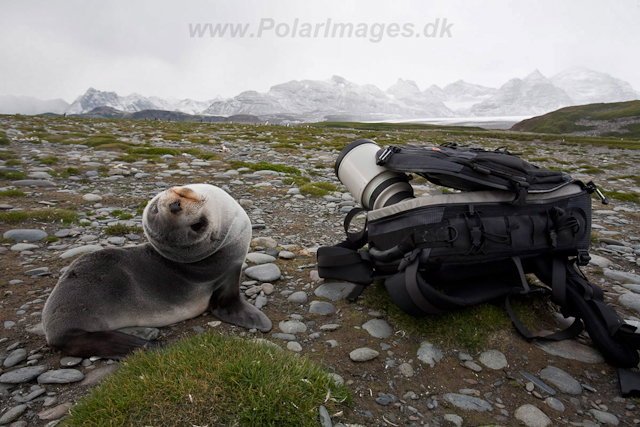 Antarctic Fur Seal pup_MG_1699