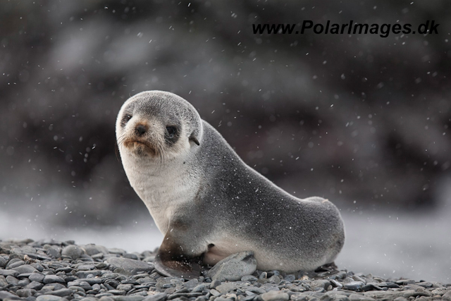 Antarctic Fur Seal pup_MG_1794