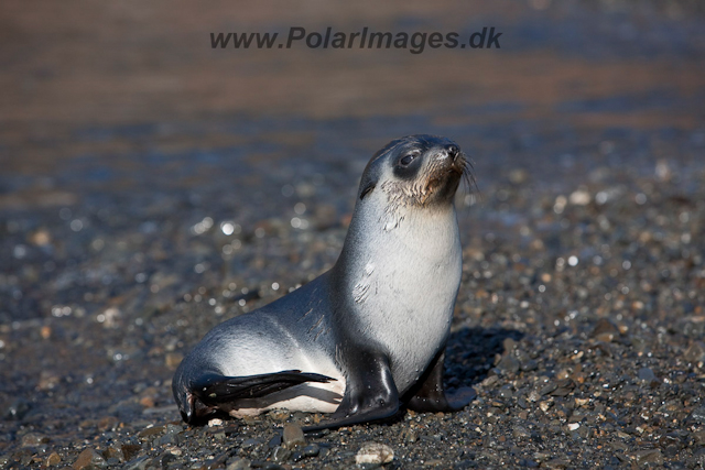 Antarctic Fur Seal pup_MG_2010