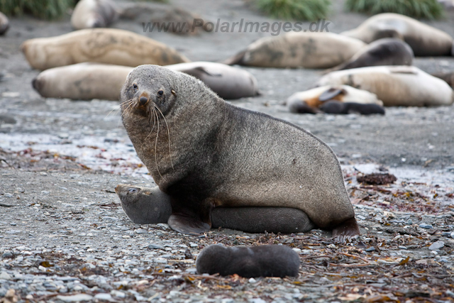 Antarctic Fur Seals mating_MG_6053