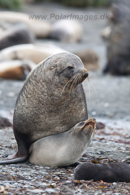 Antarctic Fur Seals mating_MG_6077