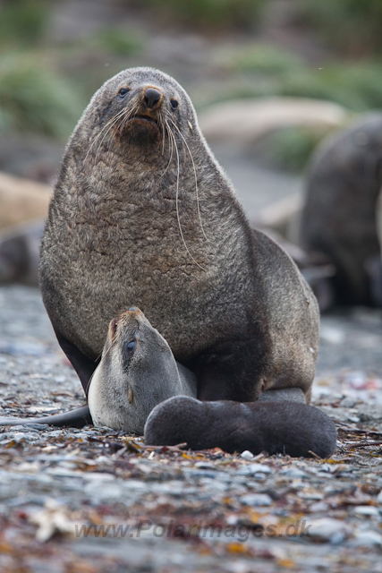 Antarctic Fur Seals mating_MG_6084