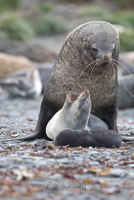 Antarctic Fur Seals mating_MG_6098