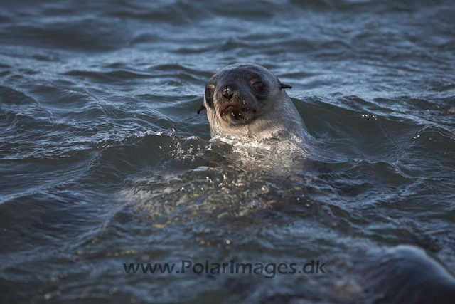 Antarctic fur seal_MG_3216