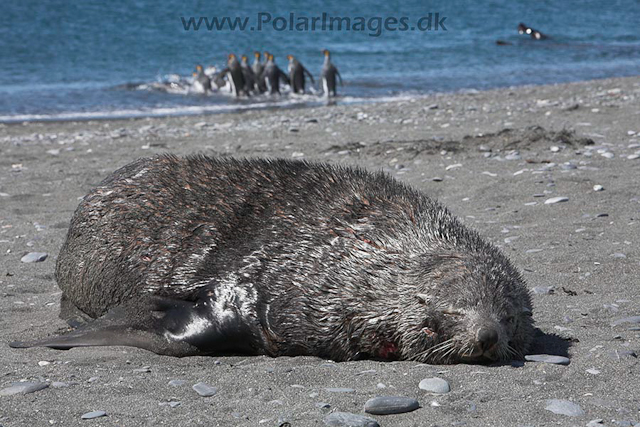 Antarctic fur seal, SG_MG_7140