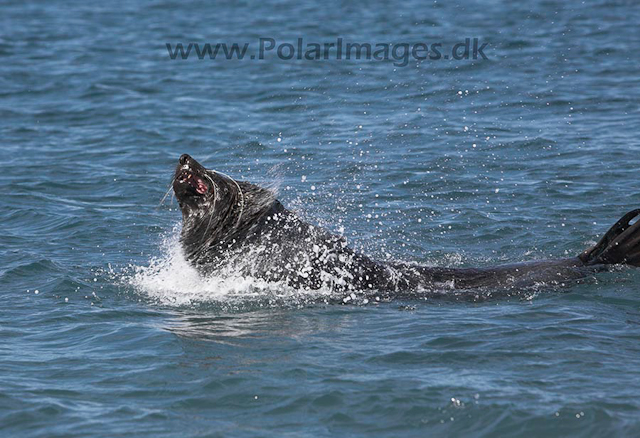 Antarctic fur seal, SG_MG_7166