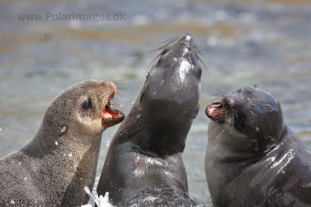 Antarctic fur seals, Godthul_MG_4227