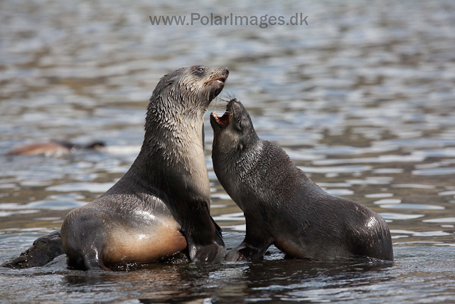 Antarctic fur seals, Godthul_MG_4234