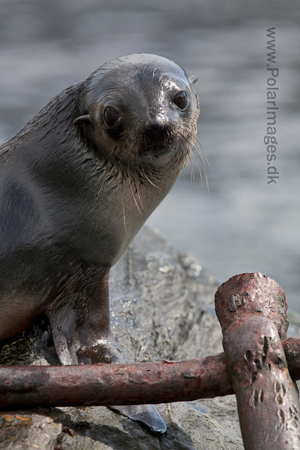 Antarctic fur seals, Godthul_MG_4247