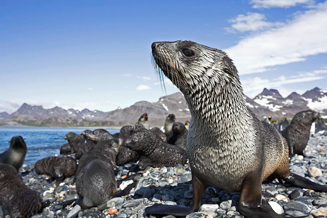 Antarctic fur seals, SG_MG_2176