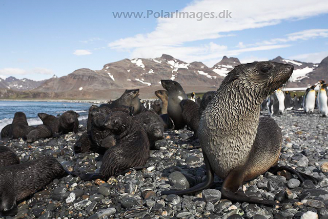 Antarctic fur seals, SG_MG_2180