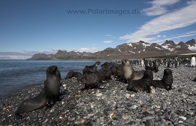 Antarctic fur seals, SG_MG_2187