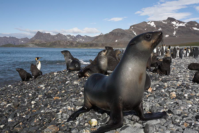 Antarctic fur seals, SG_MG_2206