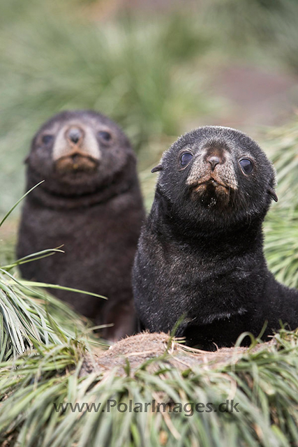 Antarctic fur seals, SG_MG_9446