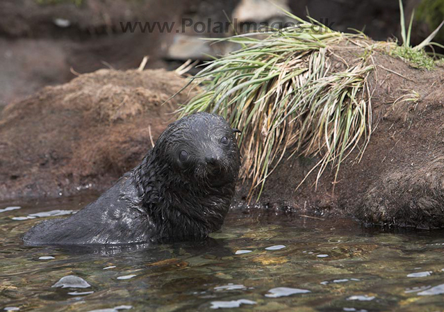 Antarctic fur seals, SG_MG_9500