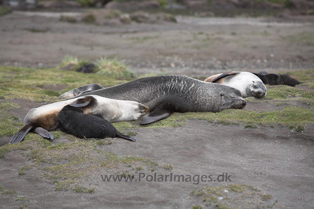 Antarctic fur seals, SG_MG_9523